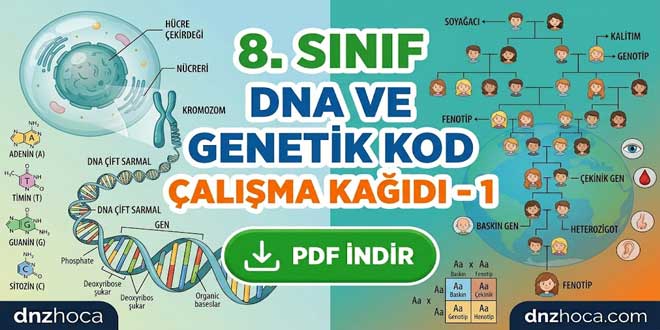 8. Sınıf DNA ve Genetik Kod Çalışma Kağıdı 1 (PDF İndir)