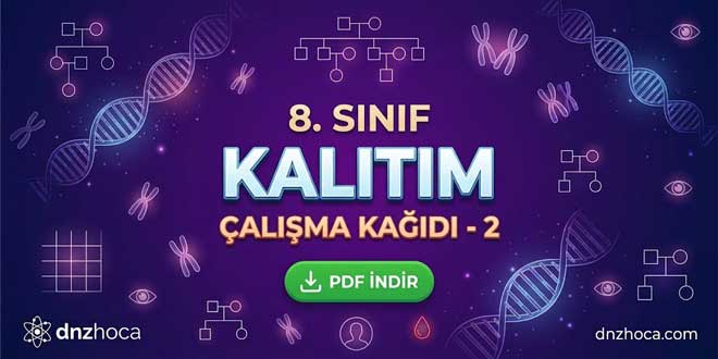 8. Sınıf Kalıtım Çalışma Kağıdı 2 (PDF İndir)