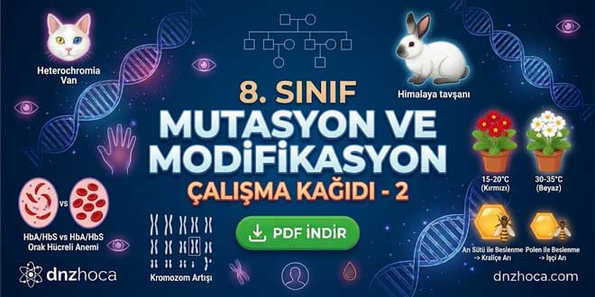 8. Sınıf Mutasyon ve Modifikasyon Çalışma Kağıdı 2 (PDF İndir)
