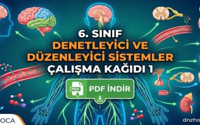 6. Sınıf Denetleyici ve Düzenleyici Sistemler Çalışma Kağıdı 1 (PDF İndir)