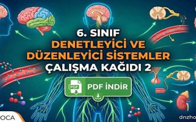 6. Sınıf Denetleyici ve Düzenleyici Sistemler Çalışma Kağıdı 2 (PDF İndir)