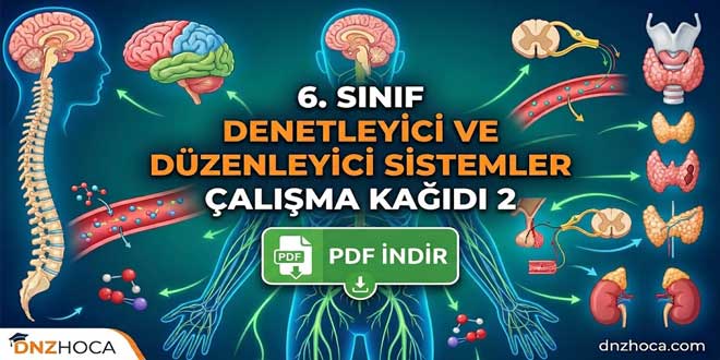 6. Sınıf Denetleyici ve Düzenleyici Sistemler Çalışma Kağıdı 2 (PDF İndir)