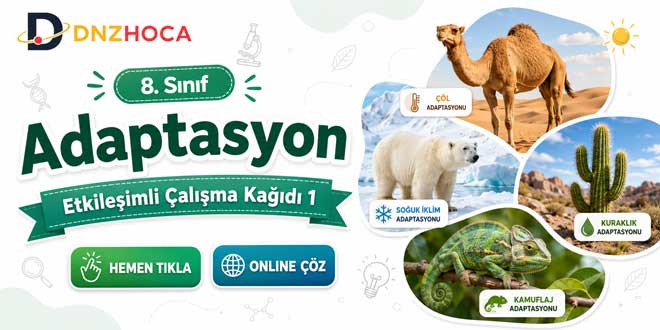 8. Sınıf Adaptasyon Etkileşimli Çalışma Kağıdı 1