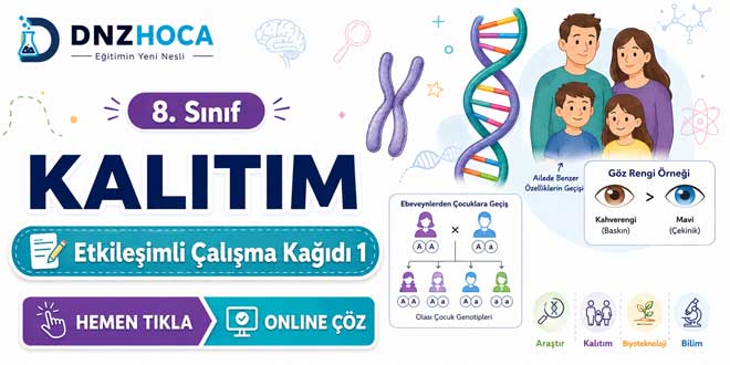 8. Sınıf Kalıtım Etkileşimli Çalışma Kağıdı 1