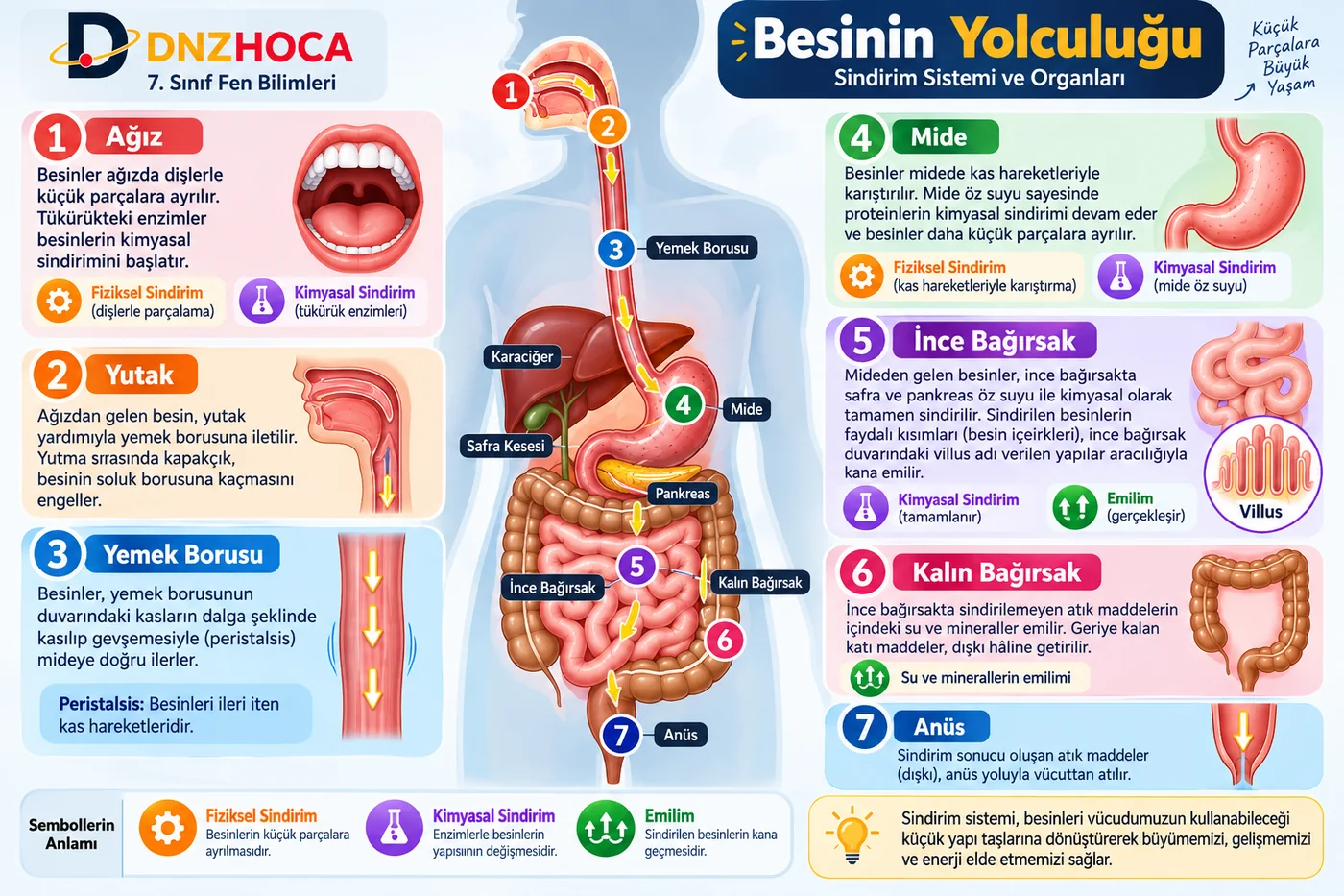besinin_yolculugu_sindirim_sistemi_egitim 7. Sınıf Besinin Yolculuğu Simülasyonu