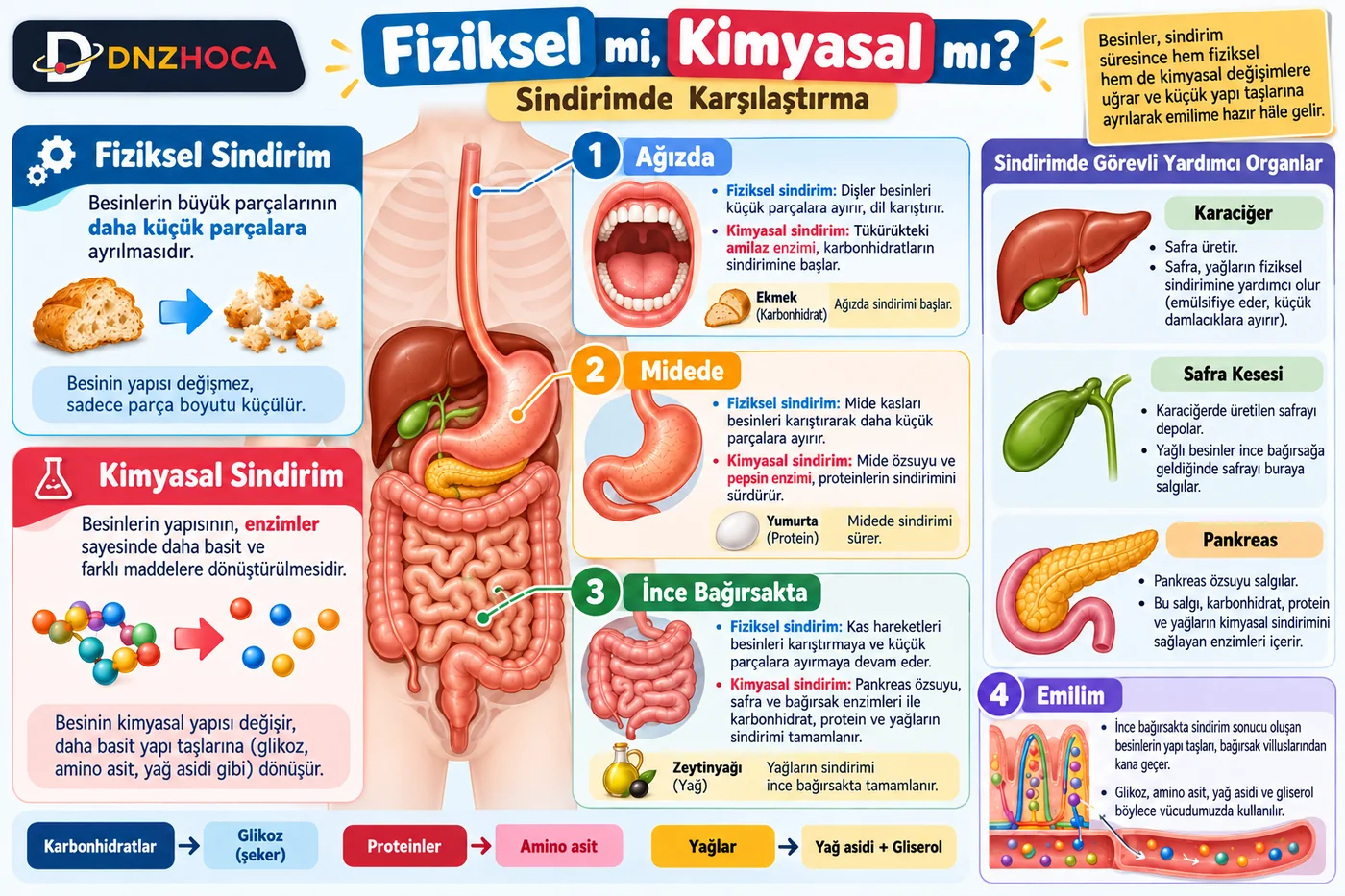 fiziksel_ve_kimyasal_sindirim_egitim 7. Sınıf Besinin Yolculuğu Simülasyonu