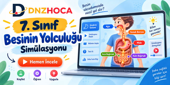 7. Sınıf Besinin Yolculuğu Simülasyonu